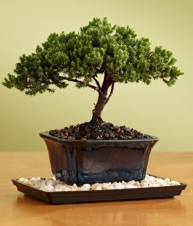 Bonsai-Dekor Bonsai Ağacı İle Dekorasyon