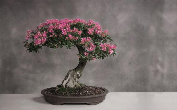 Bonsai-Sanatı Bonsai Ağacı İle Dekorasyon