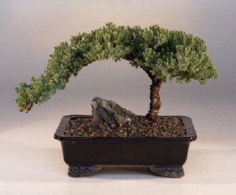 Bonsai-Yetiştirme Bonsai Ağacı İle Dekorasyon
