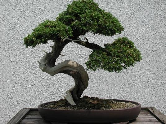 Dekoratif-Bonzai-Ağacı Bonsai Ağacı İle Dekorasyon