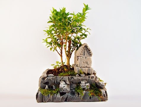 Dekoratif-Saksıda-Bonzai-Ağacı Bonsai Ağacı İle Dekorasyon