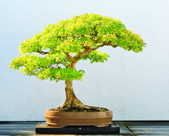Ev-Dekorasyonunda-Bonzai-Ağacı Bonsai Ağacı İle Dekorasyon
